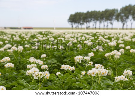 Blooming potato field in the Netherlands photographed with shallow depth