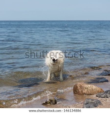White swiss shepherd coming out of the water