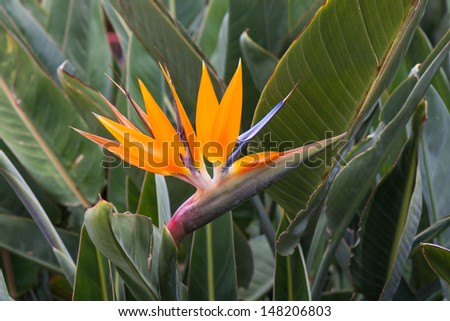 Bird of Paradise, Strelitzia reginae exotic tropical flower at La Palma, Canary Islands