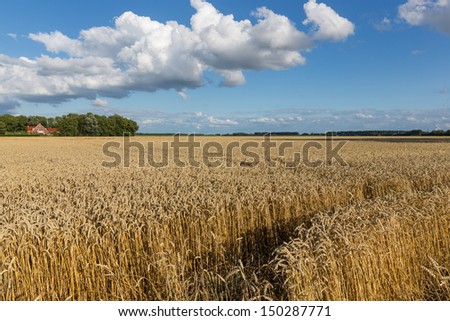 Dutch farmland with wheat field and cloudscape