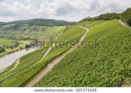 Vineyards in Germany along river Moselle