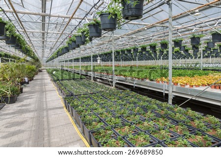 Dutch Garden center selling plants in a greenhouse