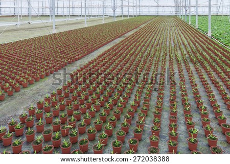 Cultivation of small indoor plants in a Dutch greenhouse