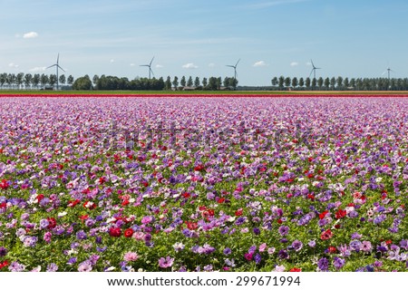 Dutch field with purple blooming  anemones and blue sky