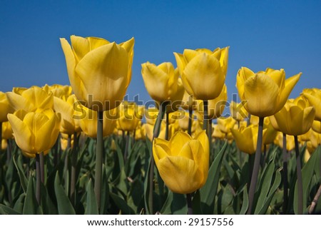 Yellow tulips from the Netherlands