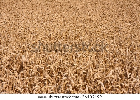 Close up of a rich harvest of ripe wheat,  the Netherlands