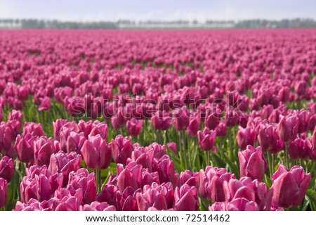 Big field of purple tulips in the Netherlands