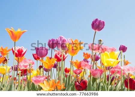 Beautiful colored flowers with copyspace for text