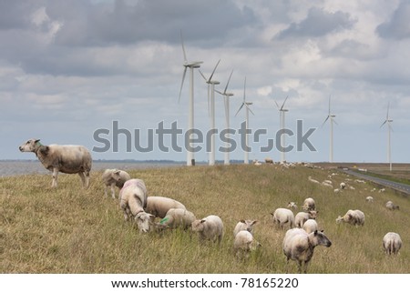 Grazing sheep with some big windmills behind them