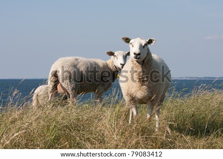 sheep from behind