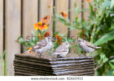 Three little house sparrows at a garden fountain