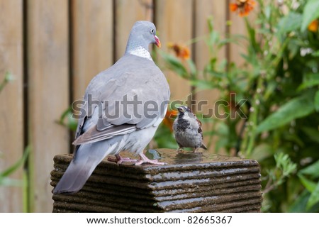 Big Dove