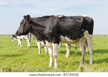 Black and white cow standing in a pasture in Holland