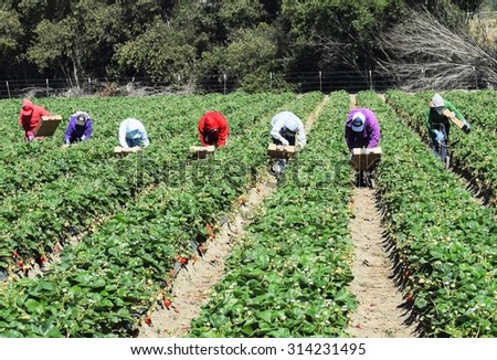 Salinas, California, USA - June 19, 2015: Seasonal farm workers pick and package strawberries directly into boxes in the Salinas Valley of central California.