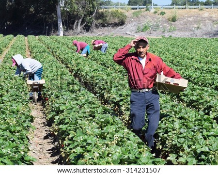 Salinas, California, USA - June 19, 2015: Seasonal farm workers pick and package strawberries directly into boxes in the Salinas Valley of central California.