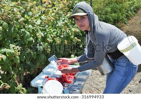 Salinas, California, USA - June 29, 2015:  An agricultural farm worker picks raspberries and packages them directly into boxes, ready to be shipped, in the Salinas Valley of central California.