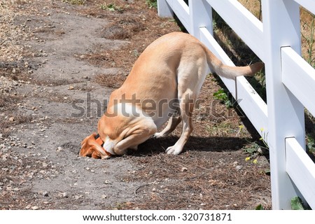 A dog (yellow Labrador Retriever (lab), burying head in sand, after chasing a ground squirrel into a hole, in the hills of Monterey, California, USA.
