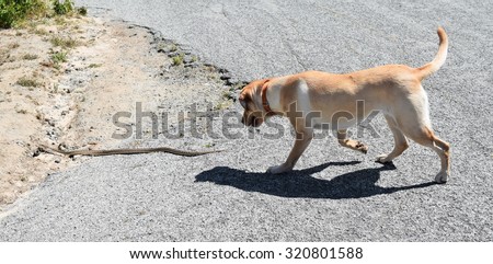 Dog chases snake: A yellow Labrador retriever chases a gopher snake in central California.