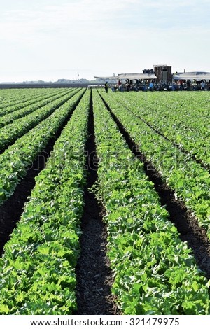 Salinas, California, USA- June 10, 2015: Migrant seasonal farm workers harvest (cut, bag and pack) heads of iceberg lettuce, using a unique conveyor belt system, directly in fields, ready for shipping