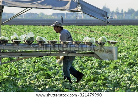 Salinas, California, USA- June 10, 2015: An agricultural worker walks past a conveyor belt of bagged heads of iceberg lettuce, which are packaged directly in the fields, ready for shipping.