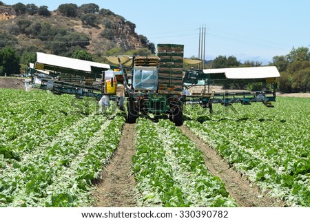 Salinas, California, USA - June 30, 2015: Freshly cut heads of iceberg lettuce are boxed directly in the fields, ready for shipping.