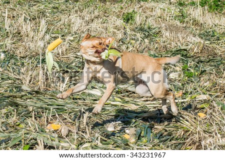 A crazy young dog (yellow Labrador (lab) retriever) runs though a field as ear of corn flies from its husk (dog trick).