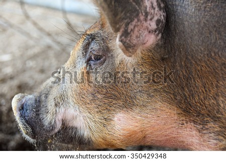 Close up profile of pig\'s face.