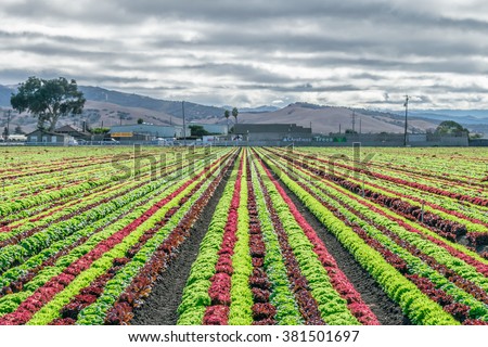 Rainbow of colorful (colourful) fields of summer crops (lettuce plants), including mixed green, red, purple varieties, grow in rows in Salinas Valley of Central California (United States, America).