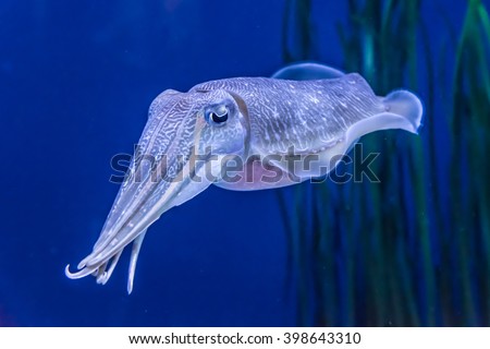 The Pharaoh Cuttlefish (Sepia pharaonis) can grow up to 5 kg (11 pounds).  It is a cephalopod, related to squids and octopus.