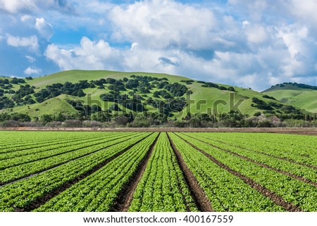 Rows of lettuce crops with background foothills in the Salinas Valley of central California. This area is a hub of agriculture for worldwide distribution and is known as the \