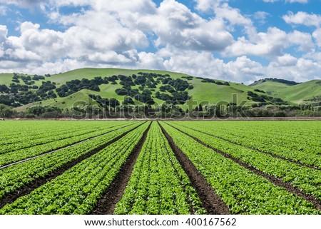 Rows of lettuce crops with background foothills in the Salinas Valley of central California. This area is a hub of agriculture for worldwide distribution and is known as the \