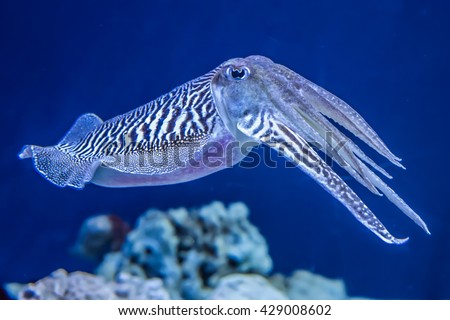 The Common (European) Cuttlefish (Sepia officinalis) is generally found in the eastern North Atlantic, the English Channel and the Mediterranean Sea. It is a cephalopod, related to squid and octopus.