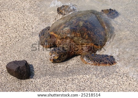Sea Turtle with Rock