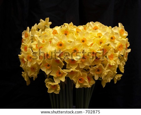 Golden Dawn Flowers