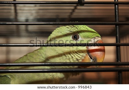 Parrot In A Cage - Behind bars