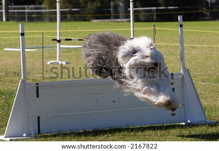Sheep dog jumping a barrier