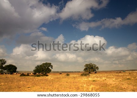 a grazing land with beautiful clouds in the sky