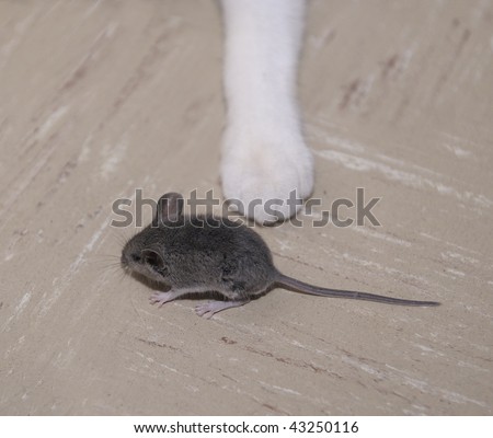 a mouse running
