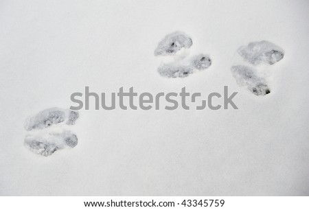 Rabbit footprint in the snow