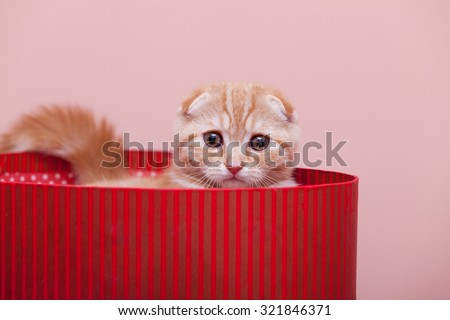 Portrait of Scottish Fold kitten in the box, closeup, on pink background