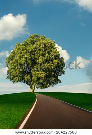 road on the hill with tree