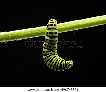 caterpillar isolated on black background