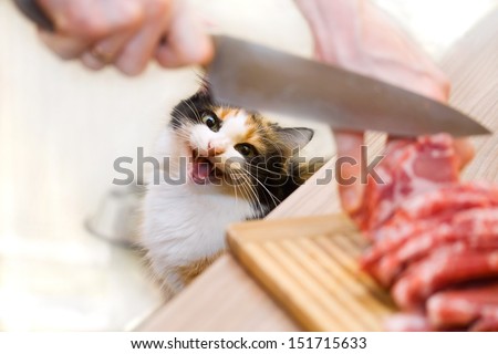 Cat and meat on the table