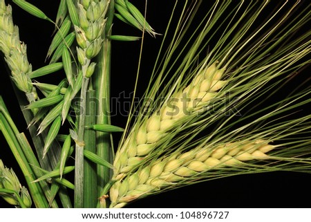 Bouquet of Corn Spikes on the black Background
