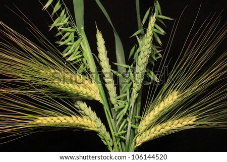 Bouquet of Corn Spikes on the black Background