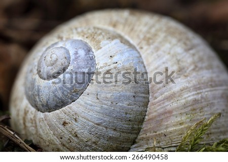 Detail of the Spiral Shell