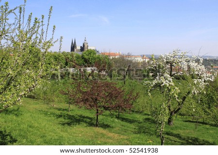 The View on the Prague\'s gothic Castle with flowering trees and grass