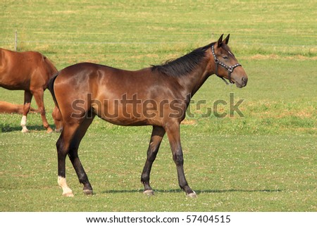 Brown Horse on the green Field