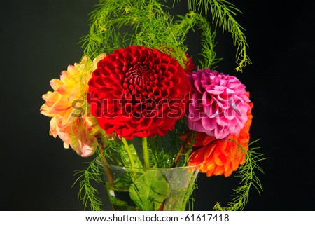 Dahlias in the Vase on the black Background