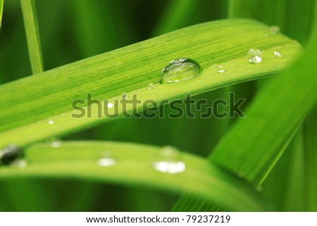 Detail of the green Grass after the Rain